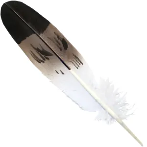 Feather - Imitation Golden Eagle Semi Mature - Tail