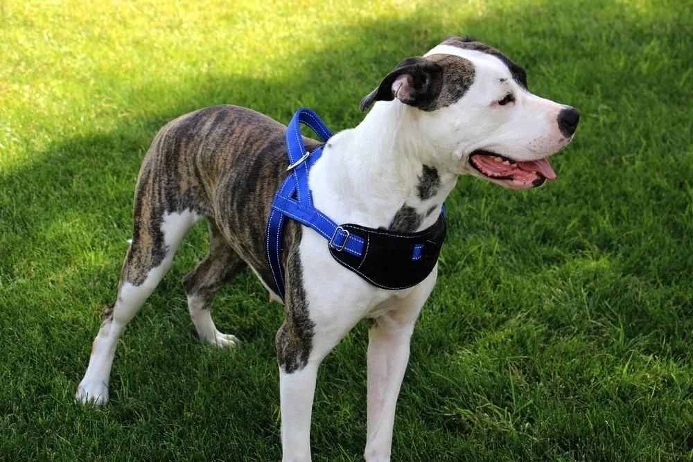 Max and Neo Passport Reflective Dog Harness - We Donate a Harness to a Dog Rescue for Every Harness Sold (X-Large, RED)